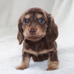 Donatello - Chocolate and tan male Dachshund puppy in Fairfax, Iowa from Grayson’s Lovable Dachshunds