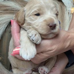 Lucky - Apricot male Goldendoodle puppy in Decatur, Texas from Scherrer Sweet Goldendoodles