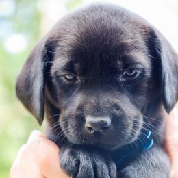 Teal Girl - Black female Labrador Retriever puppy in Linville, Virginia from Virginia Labradors