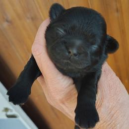 Minnie - Black female Shih Tzu puppy in Palmyra, New York from Karen's Tzus of Palmyra-Macedon