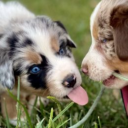 Australian Shepherds from Aussies of Sunset Ridge
