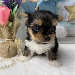 Teddy 2200 - Black and tan male Yorkshire Terrier puppy in Douglas, Georgia from South Georgia Yorkies and Biewers