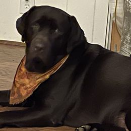 Labrador Retrievers from Wagging lab tails