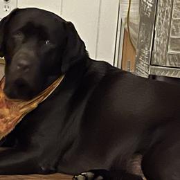 Labrador Retrievers from Wagging lab tails