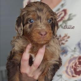Billie - Red merle female Aussiedoodle puppy in Prescott Valley, Arizona from Ramirez Family Doodles