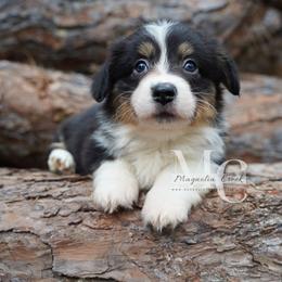 Gatsby (Fluffy) - Black and tan male Pembroke Welsh Corgi puppy in Straughn, Alabama from Magnolia Creek Corgis