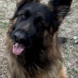 German Shepherds from Steadfast German Shepherds