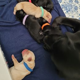 Labrador Retriever Puppies from Gentry Labs