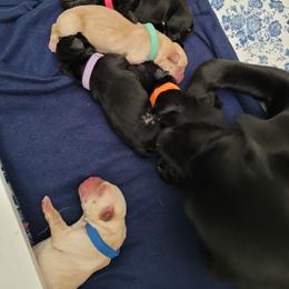 Labrador Retriever Puppies from Gentry Labs