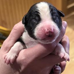 Tobie - Black tri male Miniature Australian Shepherd puppy in Romney, West Virginia from South Branch Mini Aussies