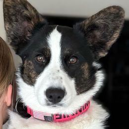 Winnie Mae - Cardigan Welsh Corgi