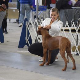 Rhodesian Ridgeback Puppies from Supernova Ridgebacks