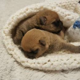 Norwich Terrier Puppies from Alegria Norwich Terriers