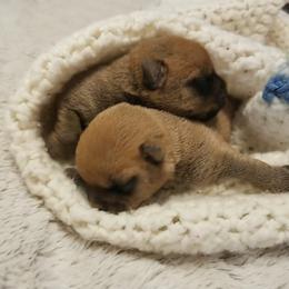 Norwich Terrier Puppies from Alegria Norwich Terriers