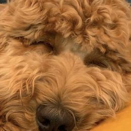 Goldendoodles from RVM Doodles