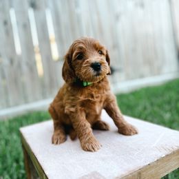 Goldendoodle Puppies from Sweet T Doodles