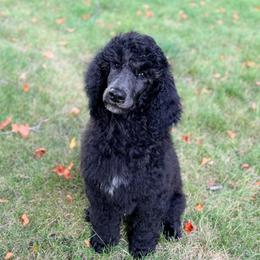 Gus - Black male Poodle puppy in Detroit Lakes, Minnesota from Pickerel Pups