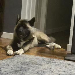 Shinzo - Fawn male Akita puppy in Nevada County, California from Gold Country Akitas