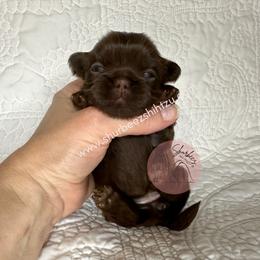 Shih Tzu Puppies from Shurbeez Shih Tzu