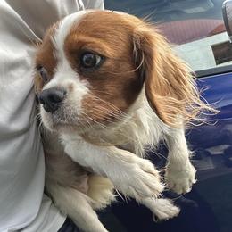 Betsy - Cavapoo