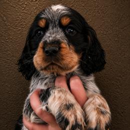 Mischief - Tri-Roan male English Springer Spaniel puppy in Fort White, Florida from Thunderbird Springers