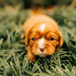 Cavalier King Charles Spaniel Puppies from Cavi Cutie Collective