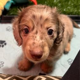 Mr.  Rhum AKC - Dapple male Dachshund puppy in Miami, Florida from Maitime Dachshund