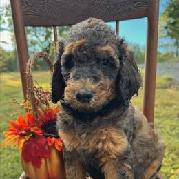 Denver - Brindle male Poodle puppy in St. Johnsbury, Vermont from Poodles of the Northern Woods