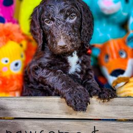 Goldendoodle Puppies from Lucky's Doodlez