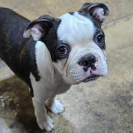 New video - Black brindle and white male Boston Terrier puppy in Brooksville, Florida from I Love Pups