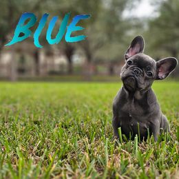 French Bulldog Puppies from Charles Frenchies