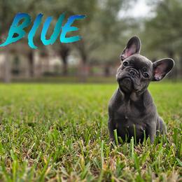 French Bulldog Puppies from Charles Frenchies