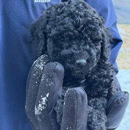 Ella - Blue female Poodle puppy in Florence County, South Carolina from Modern Family Standards