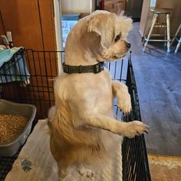 Caramel - Lhasa Apso