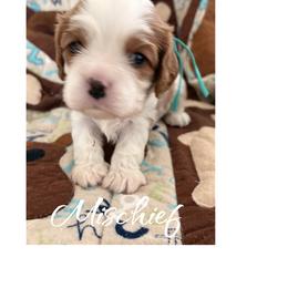 Myschief - Blenheim male Cavalier King Charles Spaniel puppy in Mystic Islands, New Jersey from Mystic Cavaliers LLC