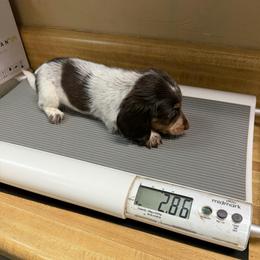 Elliot - Piebald male Dachshund puppy in Irving, Texas from DFW Dachshunds by G & S