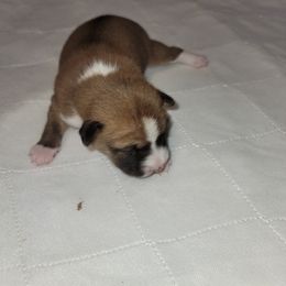 Girl 1 - Red and white Basenji puppy in Branchburg, New Jersey from Maringa Basenji