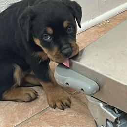 Boy 3 - Black and tan male Rottweiler puppy in San Antonio, Texas from HAUS OF RZA
