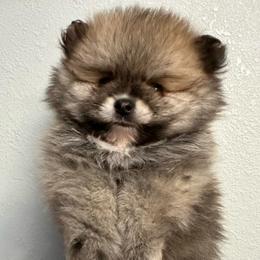 Boy - Orange sable male Pomeranian puppy in Arleta, California from Poms De Valle
