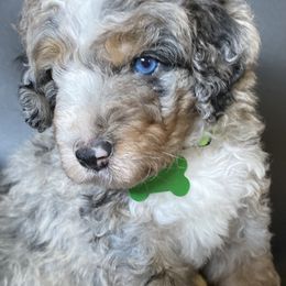 Bernedoodle Puppies from Gaston’s Posh Poodles and Doodles