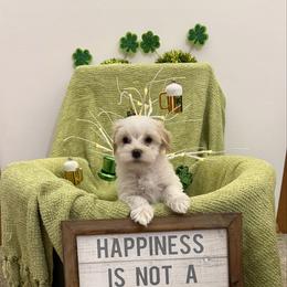 Girl 2 - Black and white female Havanese puppy in Ann Arbor, Michigan from La Brisa Havanese