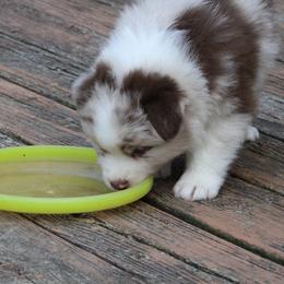Australian Shepherd Puppies from Starlit Grove Australian Shepherds