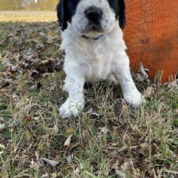 English Springer Spaniel Puppies from Cedar Ridge Kennels