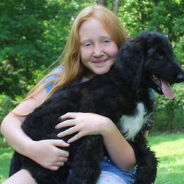 Afghan Hound Puppies from Ahava Afghan Hounds