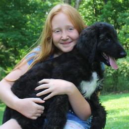 Afghan Hound Puppies from Ahava Afghan Hounds