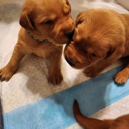 Labrador Retriever Puppies from Kelley's Red Clay Labradors