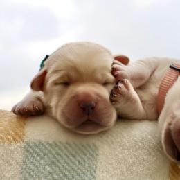 Labrador Retriever Puppies from Pride Rock Labradors