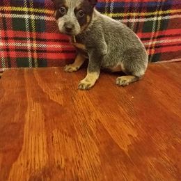 Australian Cattle Dog Puppies from LoveAHeeler