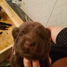 Girl 4 - Chocolate female Labrador Retriever puppy in Philadelphia, Mississippi from Pearl River Retrivers