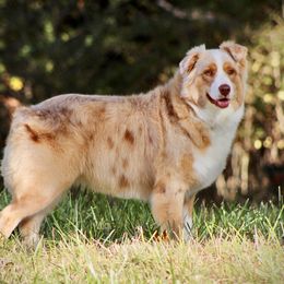 Ribbon - Australian Shepherd